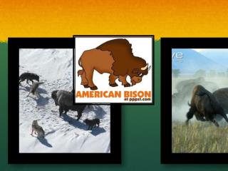 American bison