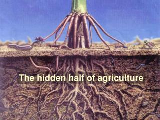 The hidden half of agriculture