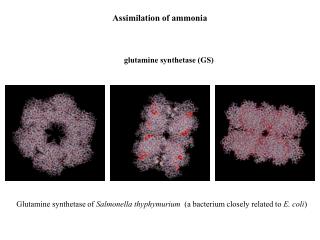 Assimilation of ammonia