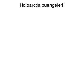 Holoarctia puengeleri