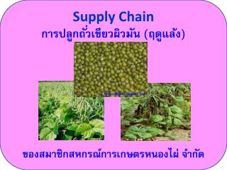 Supply Chain การปลูกถั่วเขียวผิวมัน (ฤดูแล้ง) ของสมาชิกสหกรณ์การเกษตรหนองไผ่ จำกัด