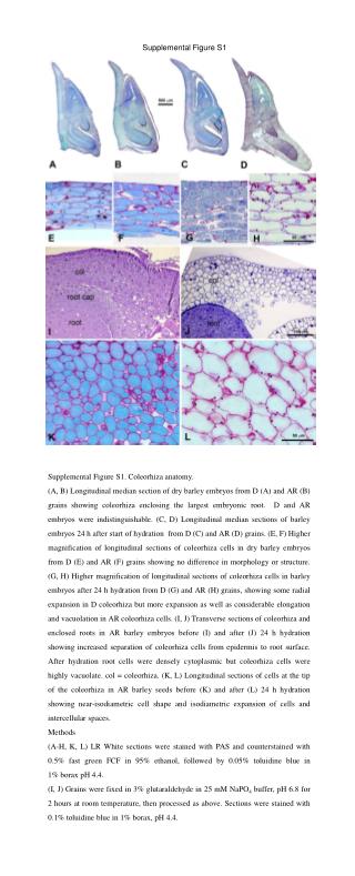 Supplemental Figure S1. Coleorhiza anatomy.