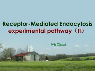 Receptor-Mediated Endocytosis experimental pathway （ II ）
