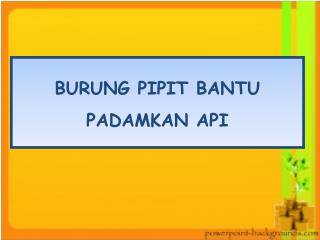 BURUNG PIPIT BANTU PADAMKAN API