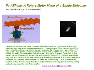 F1-ATPase: A Rotary Motor Made of a Single Molecule