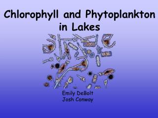 Chlorophyll and Phytoplankton in Lakes