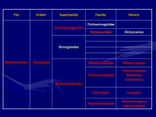 Taxonomia