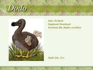 Dodo