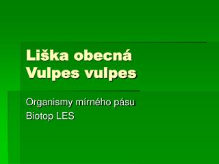 Liška obecná Vulpes vulpes