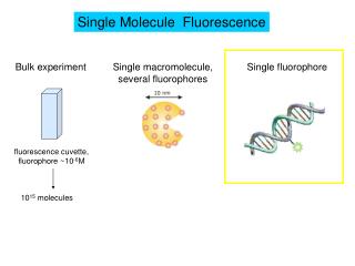 Single Molecule Fluorescence