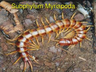 Subphylum M yriapoda