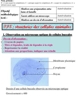 Nom, prénom  : D : n’a pas acquis les compétences, C : a presque acquis les compétences, B : a acquis les compétences, A