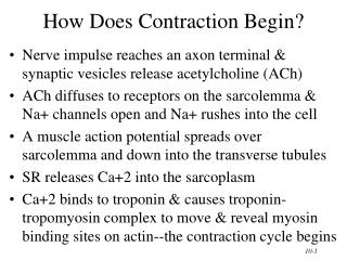 How Does Contraction Begin?