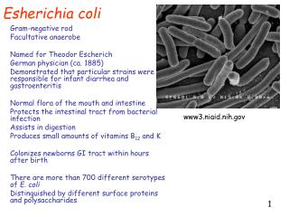Esherichia coli