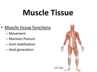 Muscle Tissue