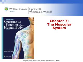 Chapter 7: The Muscular System