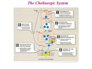 The Cholinergic System