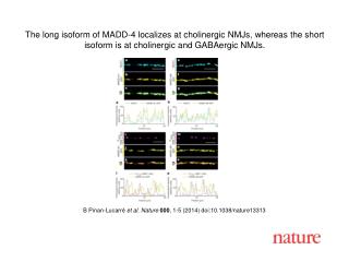 B Pinan-Lucarr é et al. Nature 000 , 1-5 (2014) doi:10.1038/nature13313