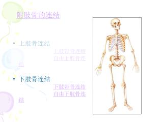 上肢骨连结 上肢带骨连结 自由上肢骨连结 下肢骨连结 下肢带骨连结 自由下肢骨连结