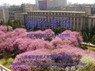 神经系统 nervous system