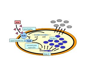 signal transduction