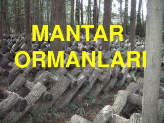 MANTAR ORMANLARI