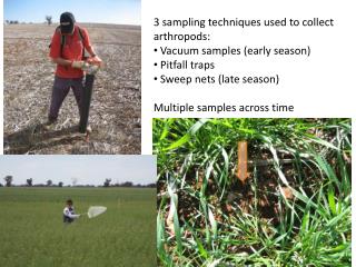3 sampling techniques used to collect arthropods: Vacuum samples (early season) Pitfall traps