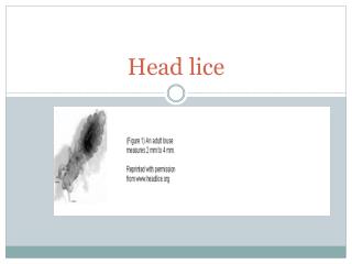 Head lice