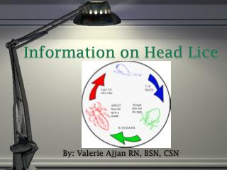 Information on Head Lice