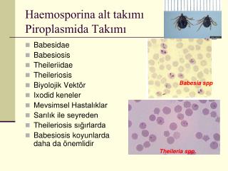 Haemosporina alt takımı Piroplasmida Takımı