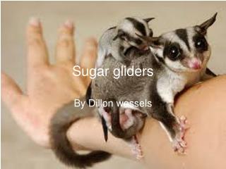 Sugar gliders