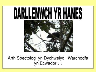 DARLLENWCH YR HANES