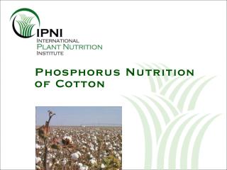 Phosphorus Nutrition of Cotton