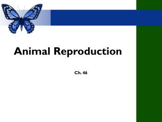 Animal Reproduction