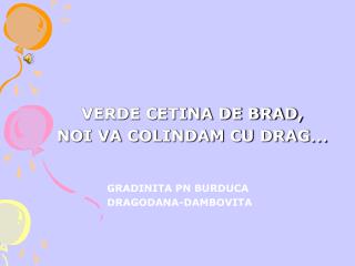 VERDE CETINA DE BRAD, NOI VA COLINDAM CU DRAG …