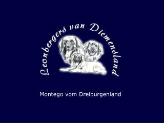 Montego vom Dreiburgenland