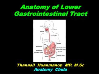 Anatomy of Lower Gastrointestinal Tract