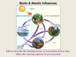Biotic &amp; Abiotic Influences
