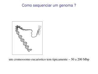um cromossomo eucariotico tem tipicamente ~ 50 a 200 Mbp
