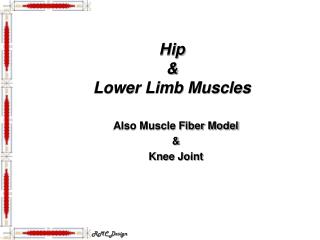 Hip &amp; Lower Limb Muscles