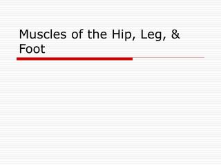Muscles of the Hip, Leg, &amp; Foot
