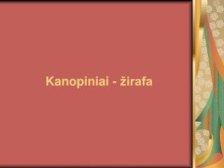 Kanopiniai - žirafa