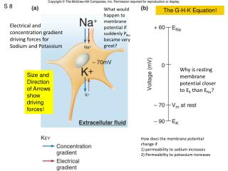 Electrical and concentration gradient driving forces for Sodium and Potassium