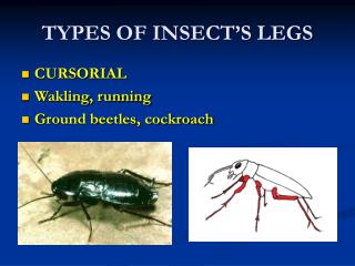 TYPES OF INSECT’S LEGS
