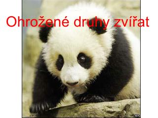 Ohrožené druhy zvířat