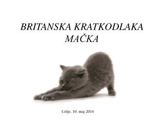 BRITANSKA KRATKODLAKA MAČKA