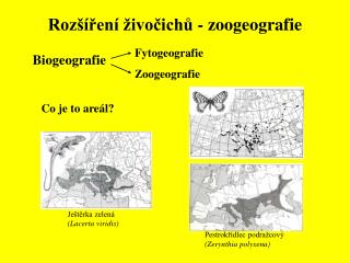 Rozšíření živočichů - zoogeografie