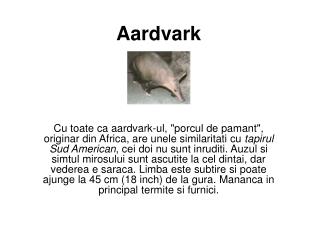 Aardvark