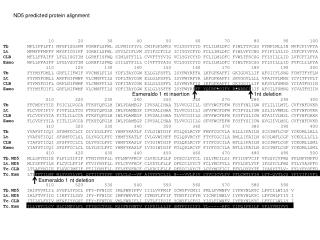 ND5 predicted protein alignment