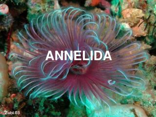 ANNELIDA